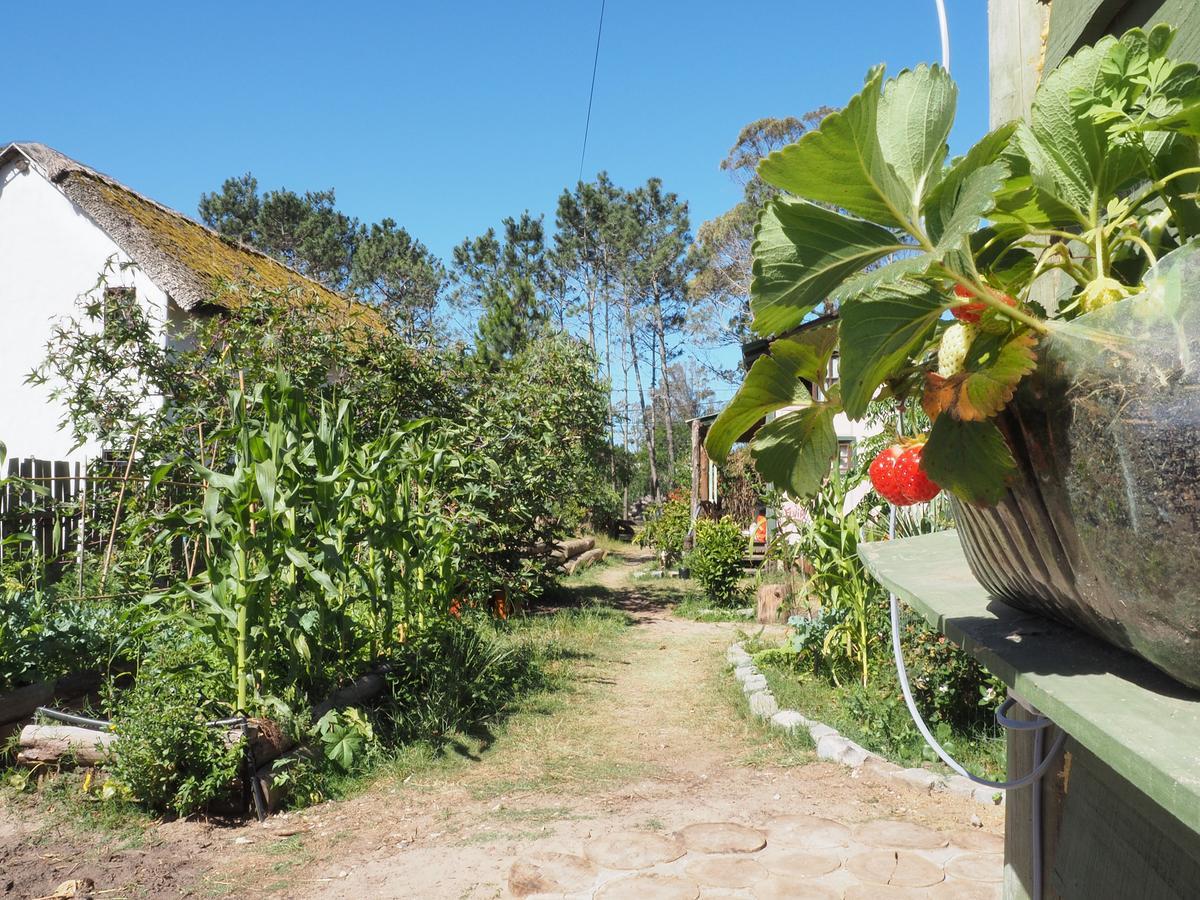 Eco Choclo Bed & Breakfast La Paloma Dış mekan fotoğraf